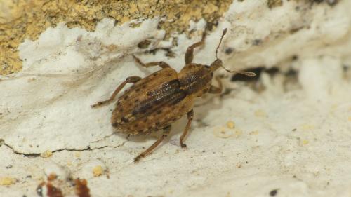 Réf. 325 147 : Hypera postica